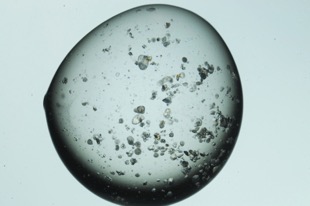 Lysozyme crystals in a drop